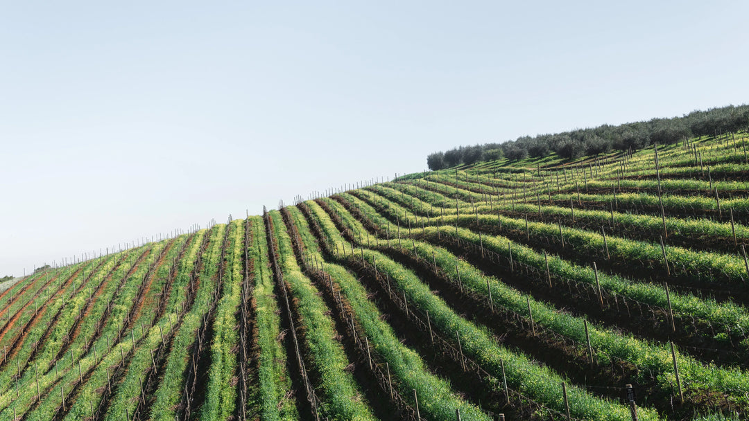 Pinotage