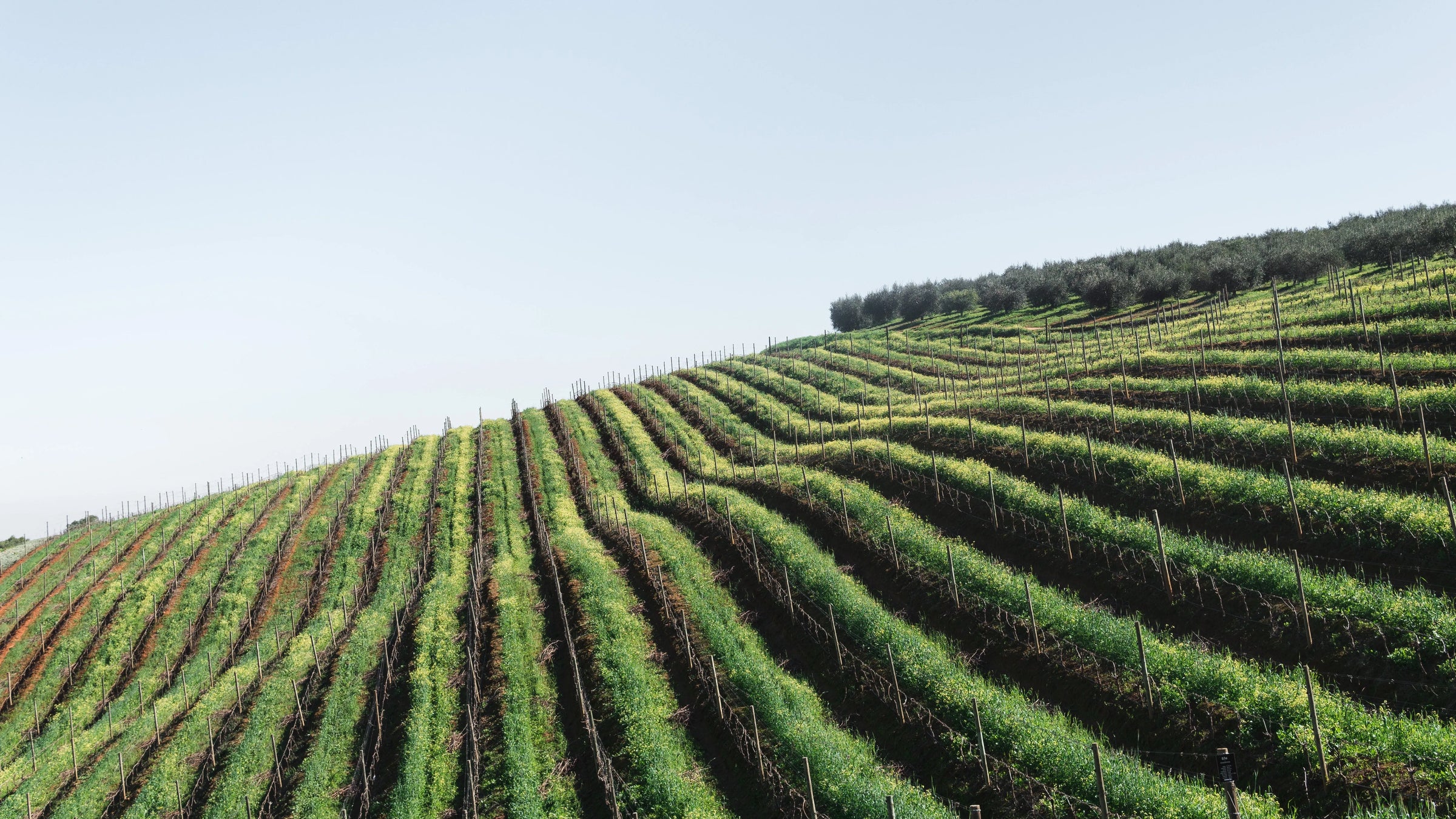 Nos vins blancs d’Afrique du Sud