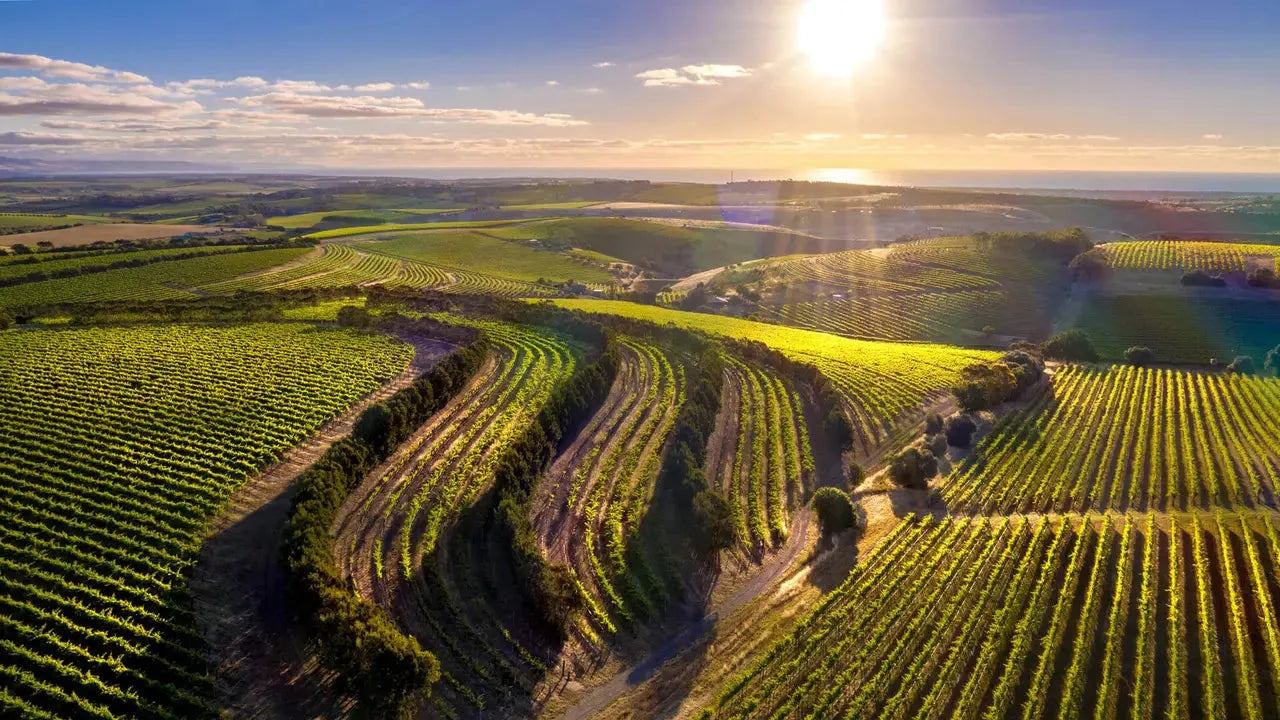 Nos Vins de McLaren Vale : l’hédonisme australien en bouteille