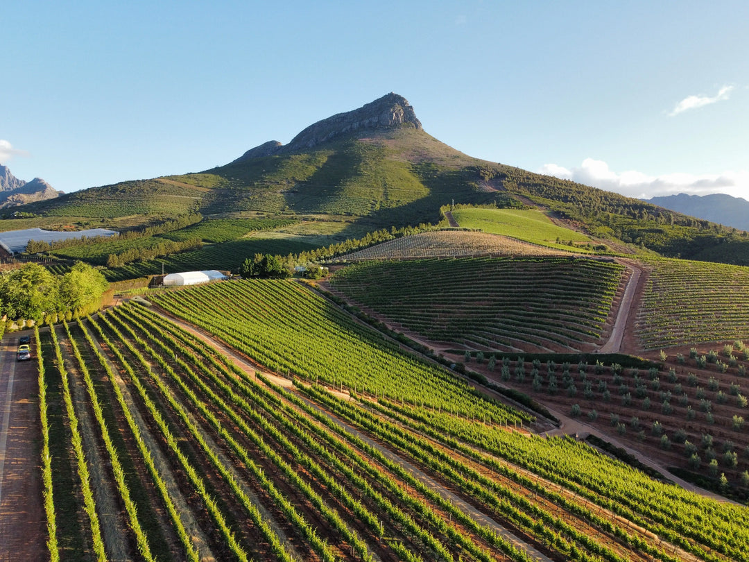Nos vins rouges d’Afrique du Sud