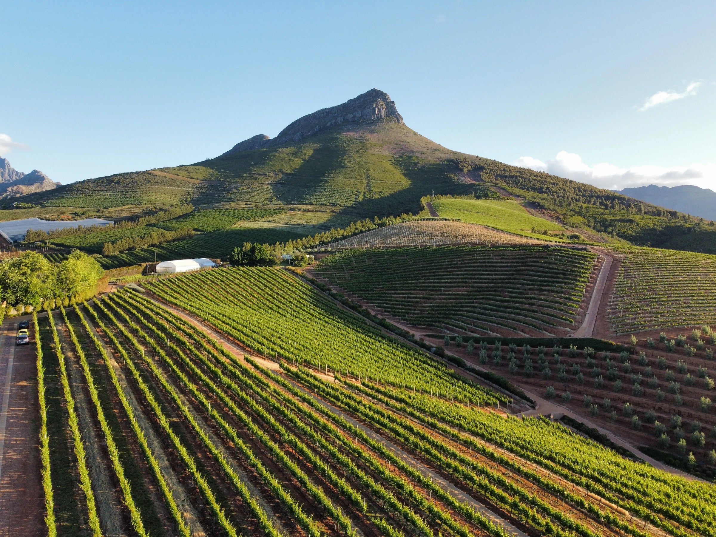Nos vins rouges d’Afrique du Sud