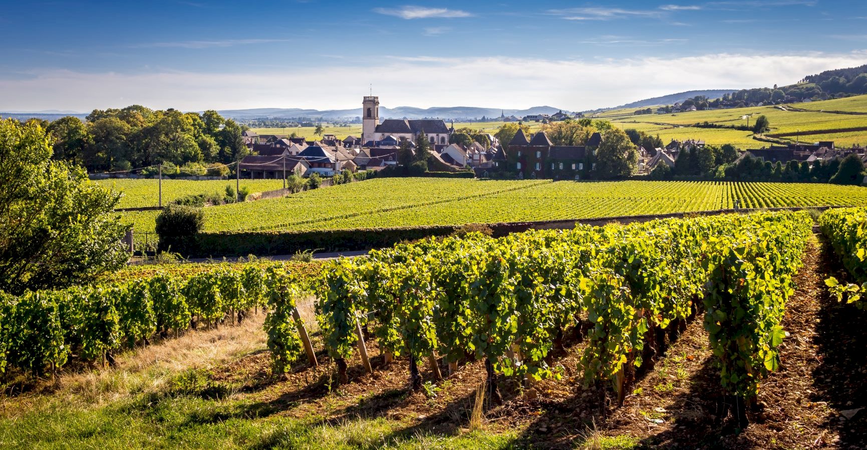 Vignoble de Bourgogne