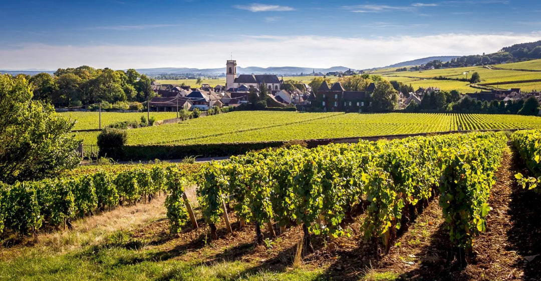 Nos vins de Bourgogne