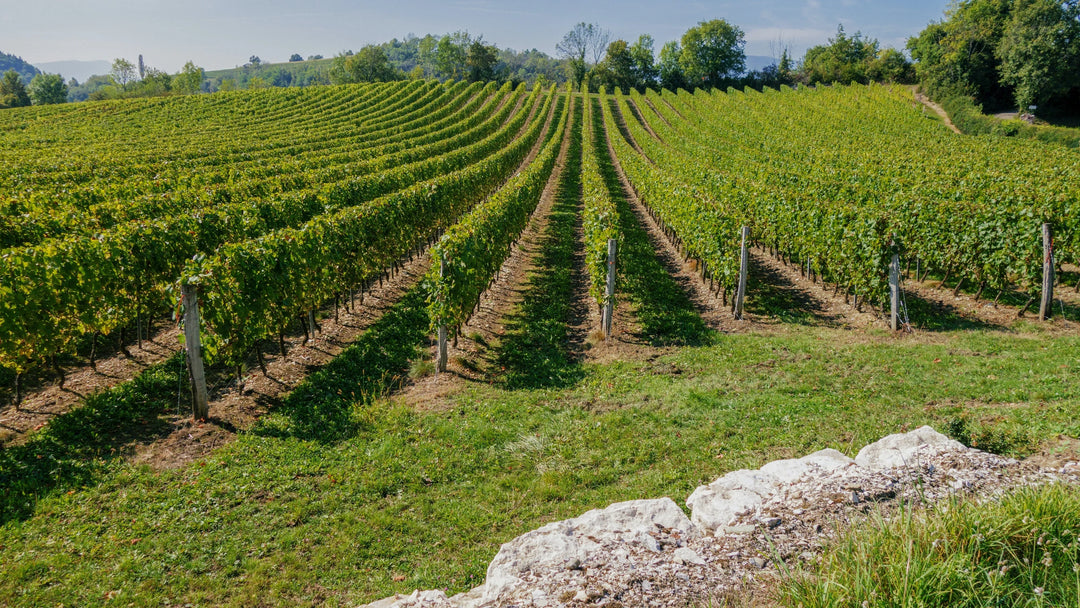 Nos vins du Rhône Septentrional