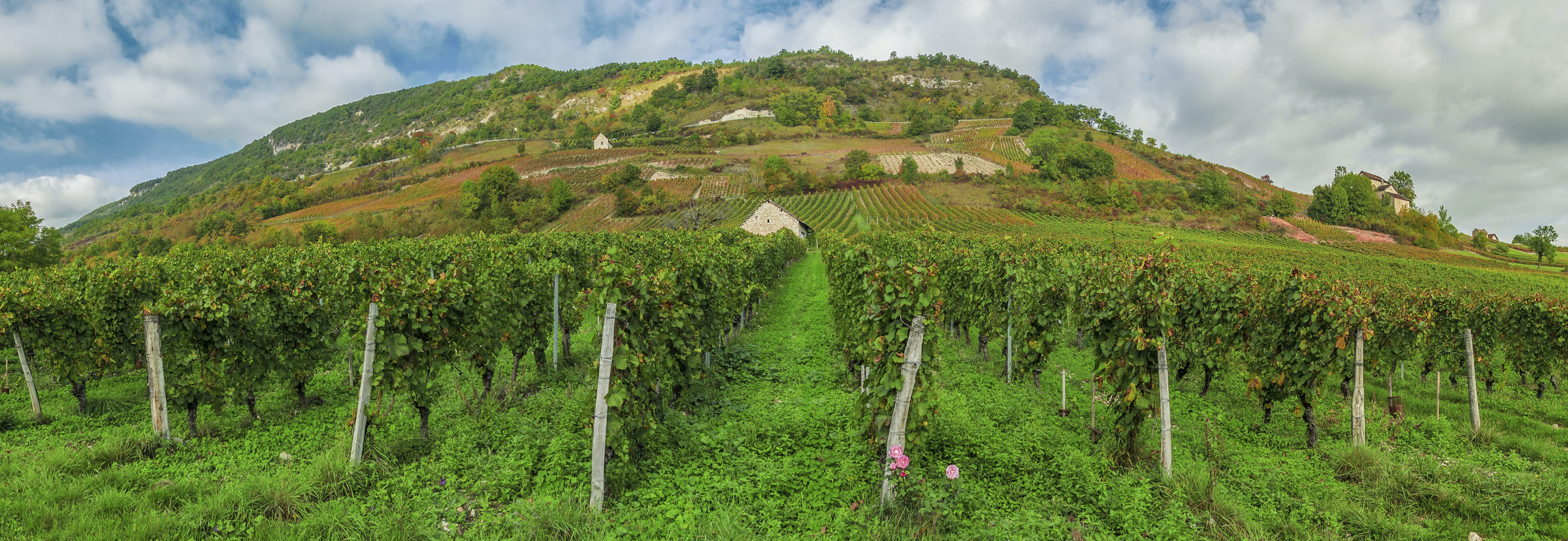 Cépage Savagnin