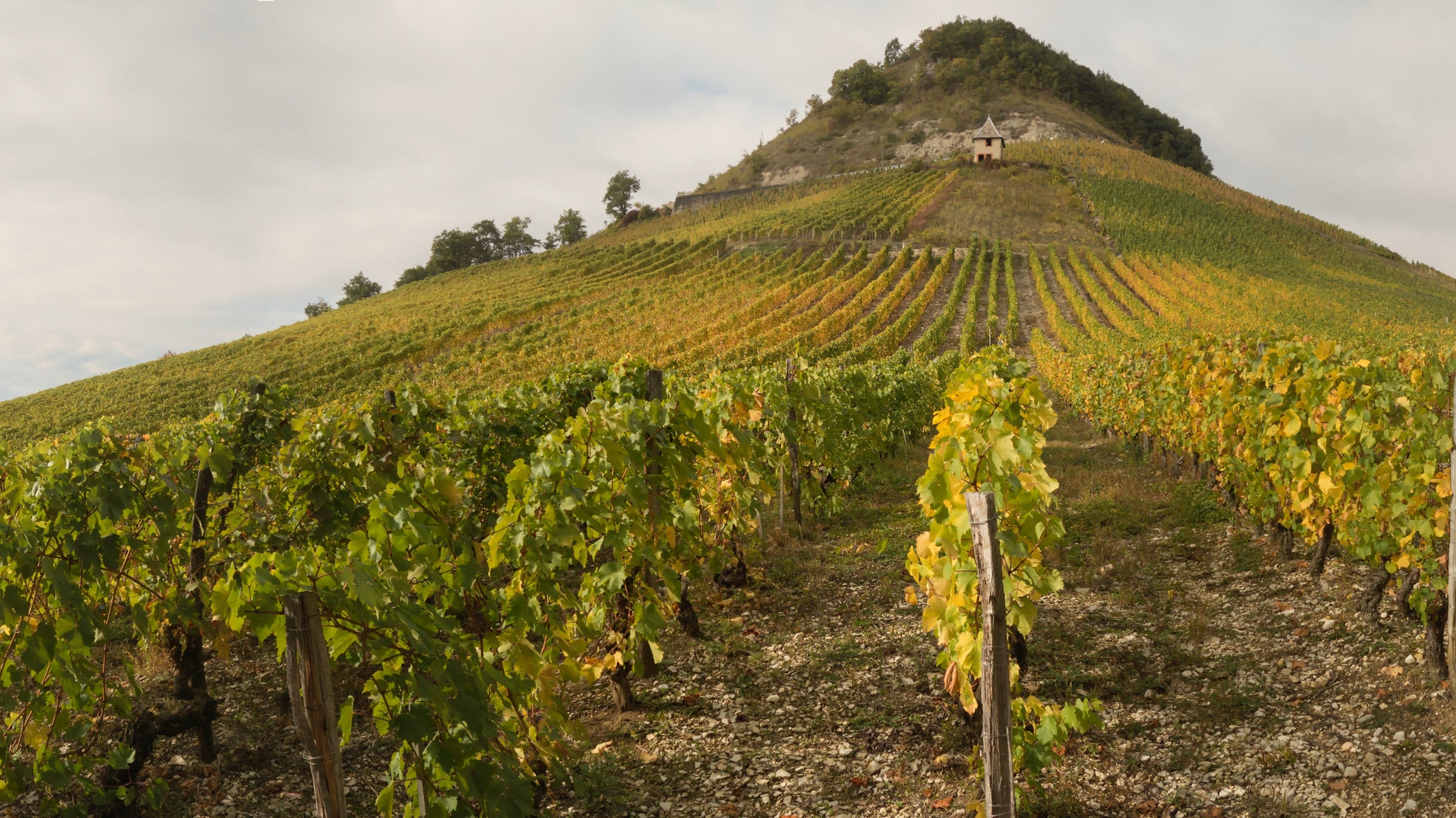 Vignoble de la Vallée du Rhône