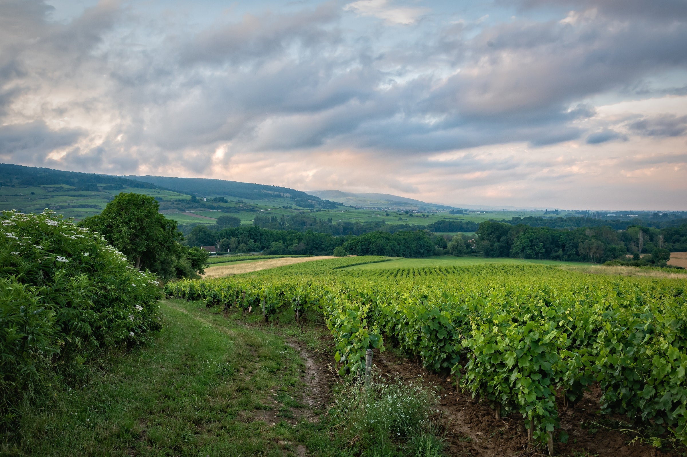 Pouilly-Fuissé vignoble