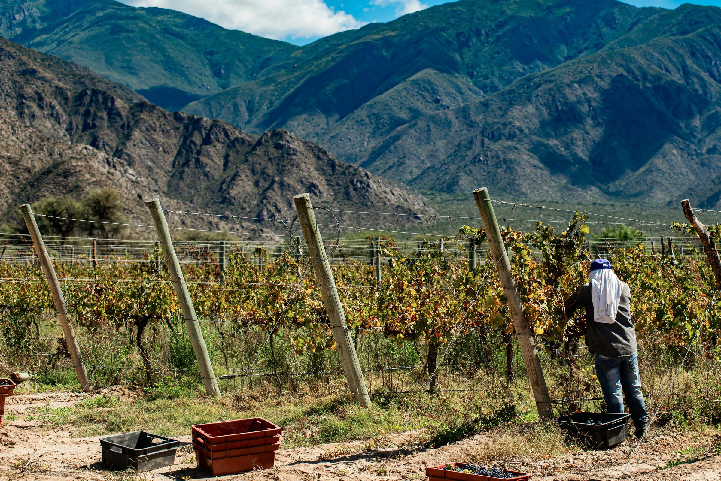 Nos vins rouges d'Argentine