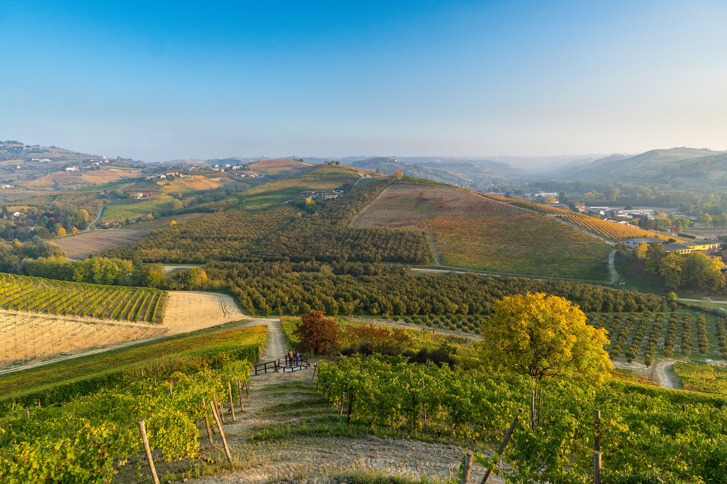 cépage nebbiolo