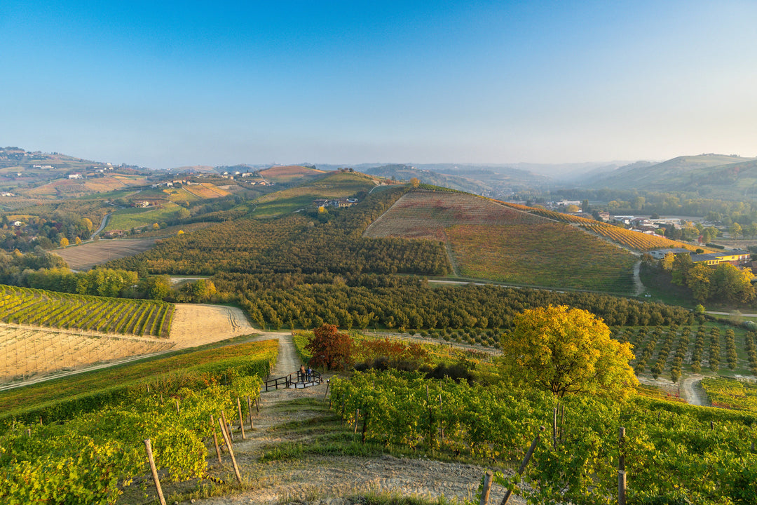 Vin Nebbiolo : Barolo, Barbaresco et crus prestigieux
