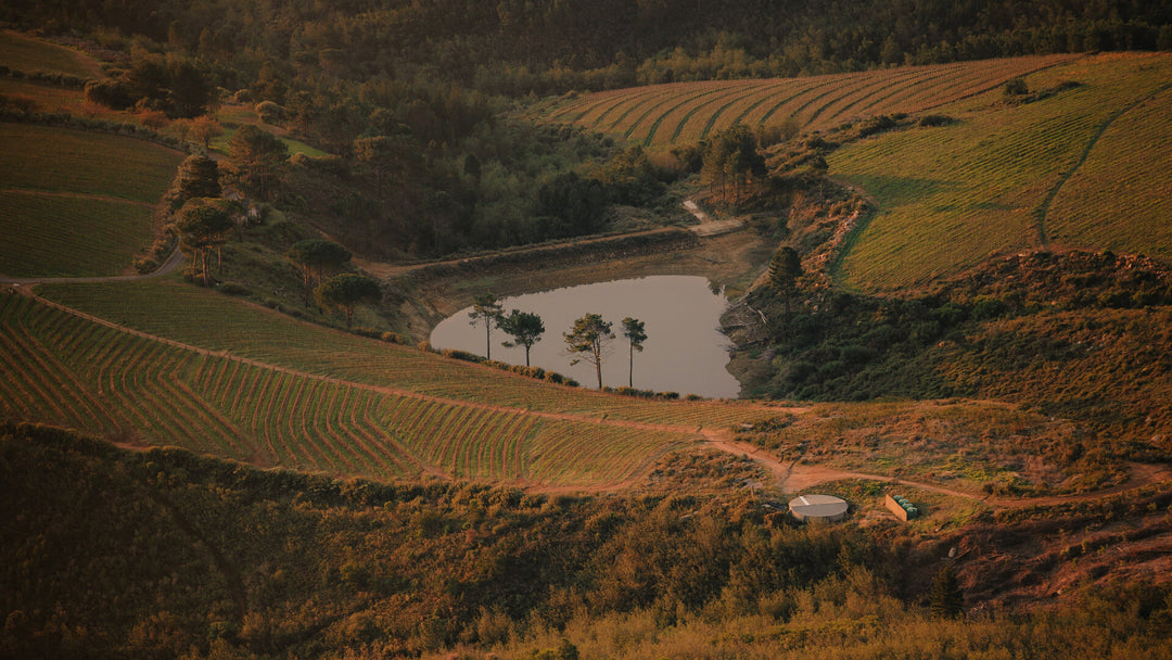 Nos vins d'Afrique du Sud