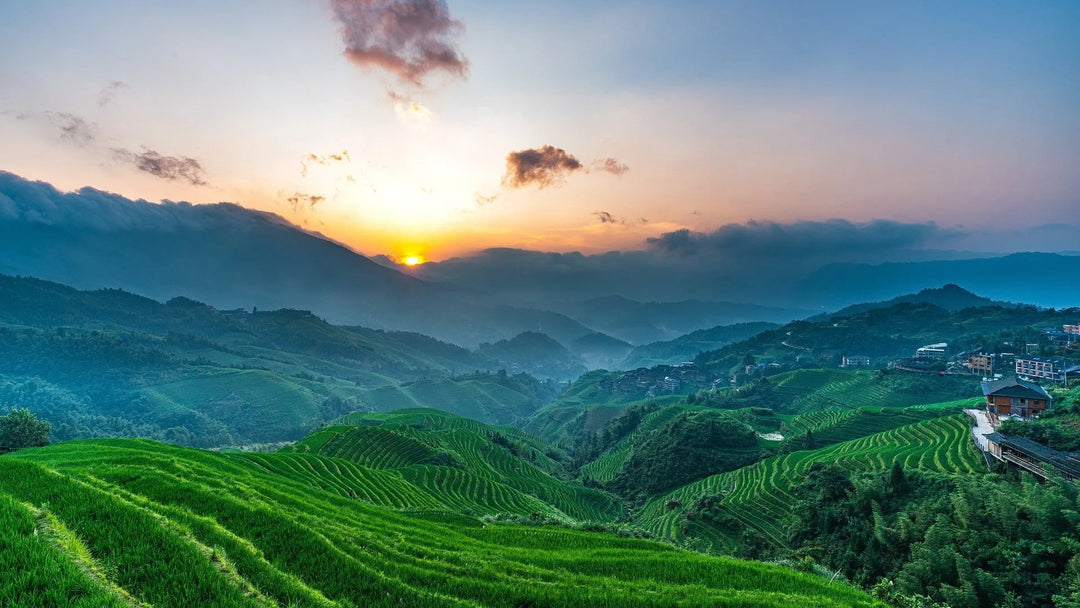 Nos vins de Chine