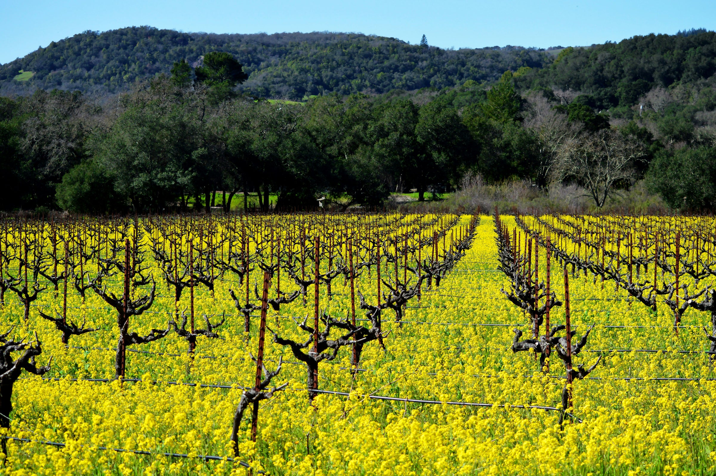 Cépage Zinfandel