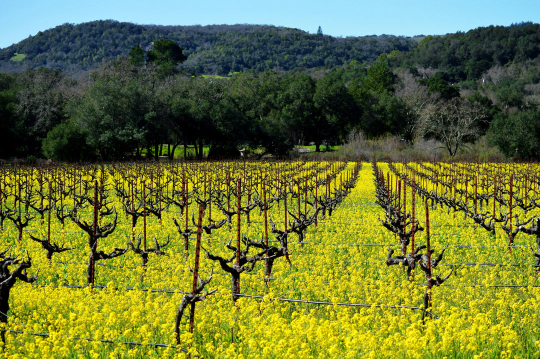 Zinfandel