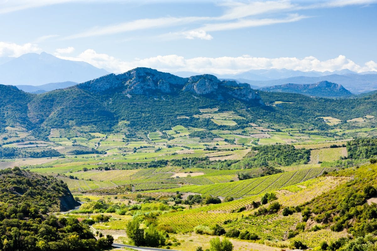 vignoble du Languedoc-Roussillon