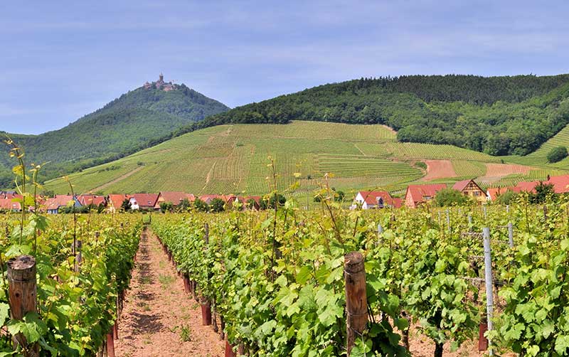 Nos vins blancs floraux