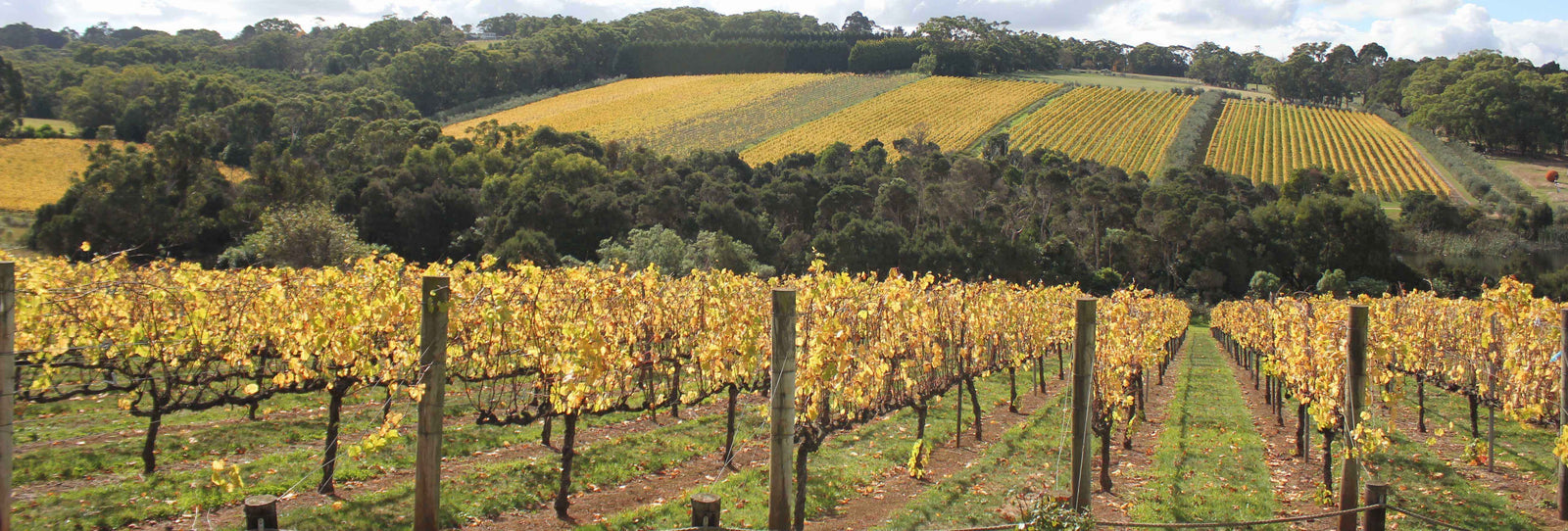 champs de vignes à l'automne en Australie