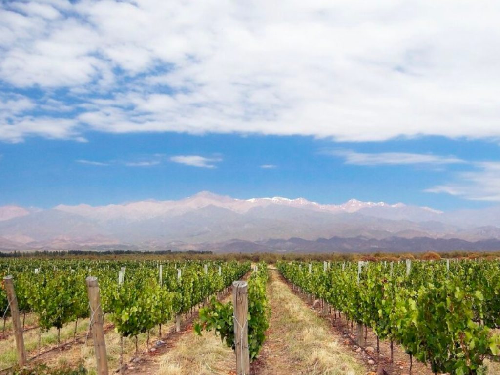 Vigne en argentine avec montagne