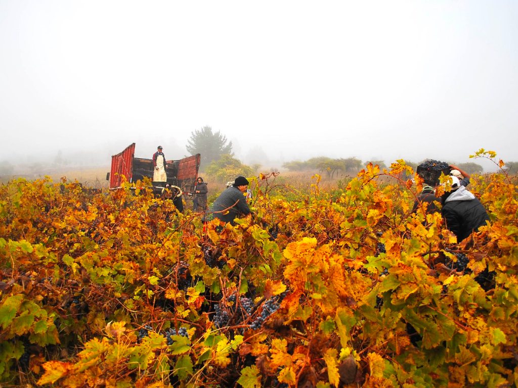 Vigne Valée de Itata