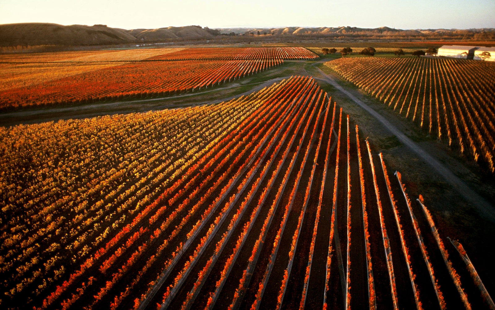 Champ de vigne rouge au soleil