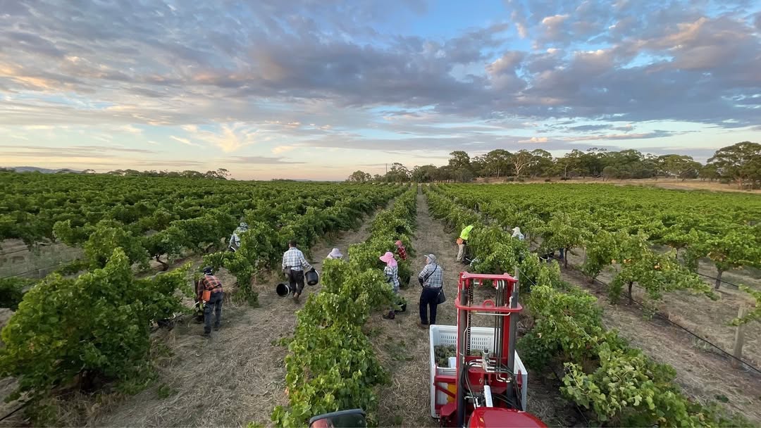 Les vignes de Torbreck