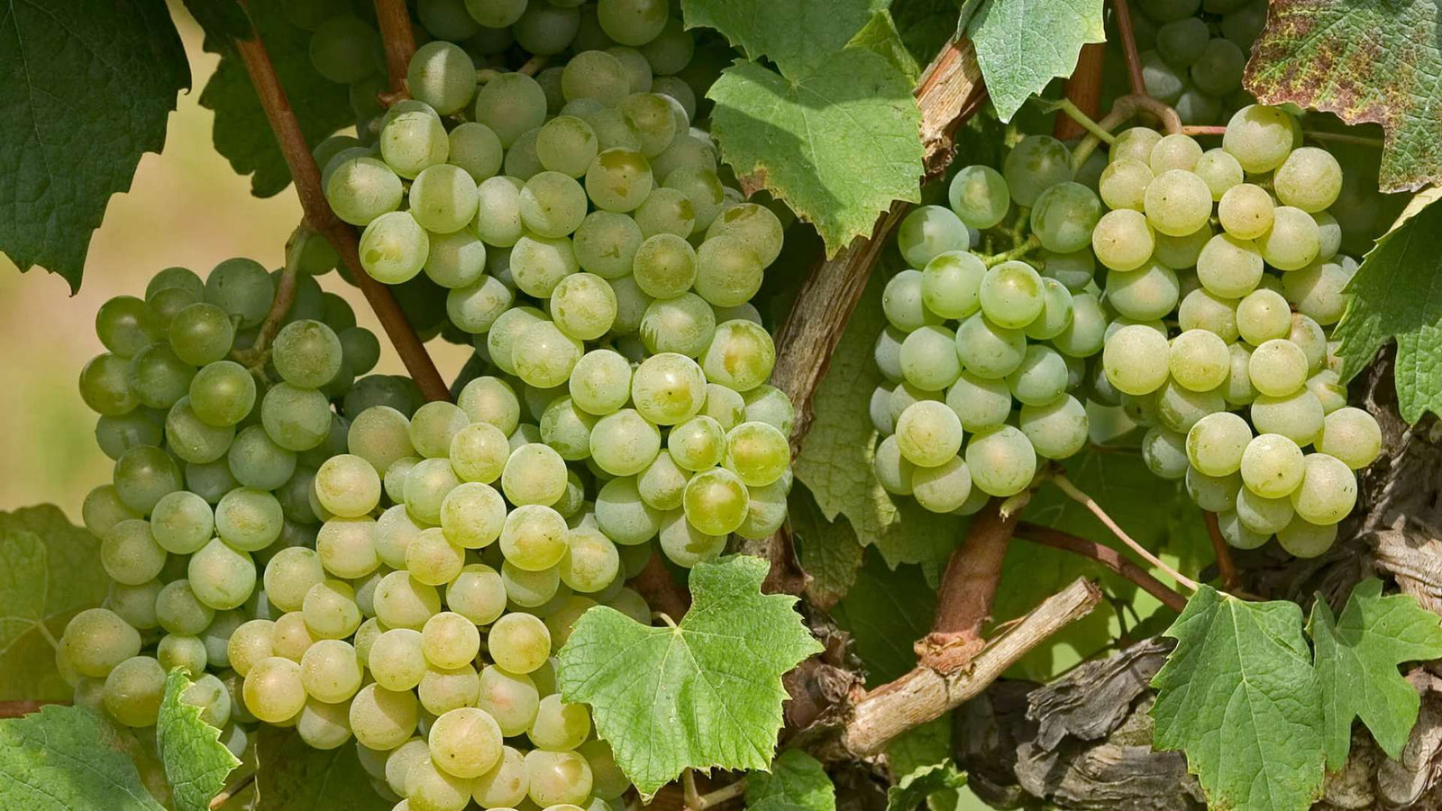 Maison Legrand vigne