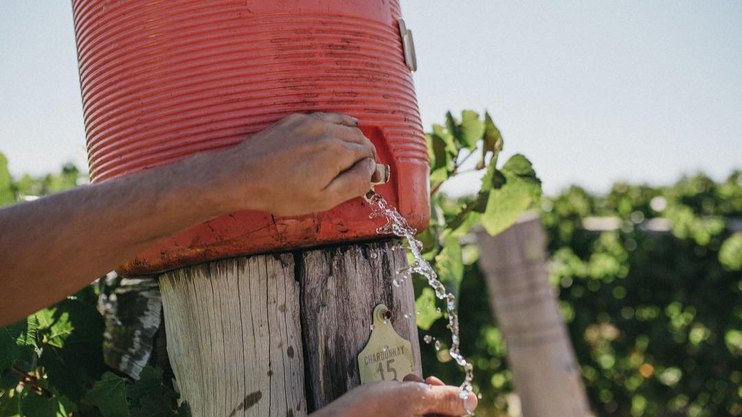 Récolte dans les vignes