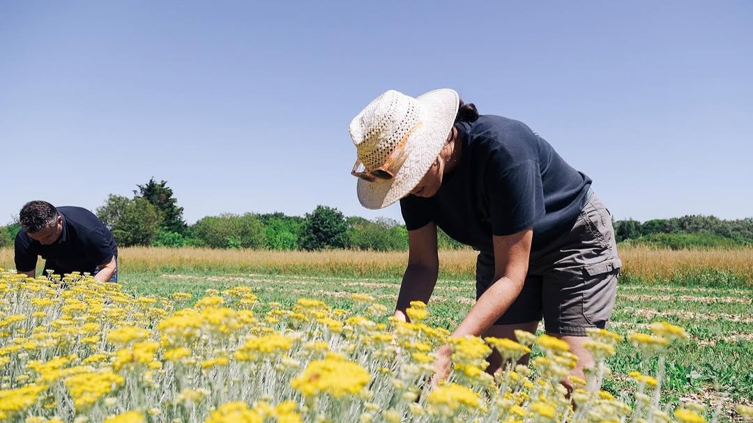 Récolte de l'immortelle