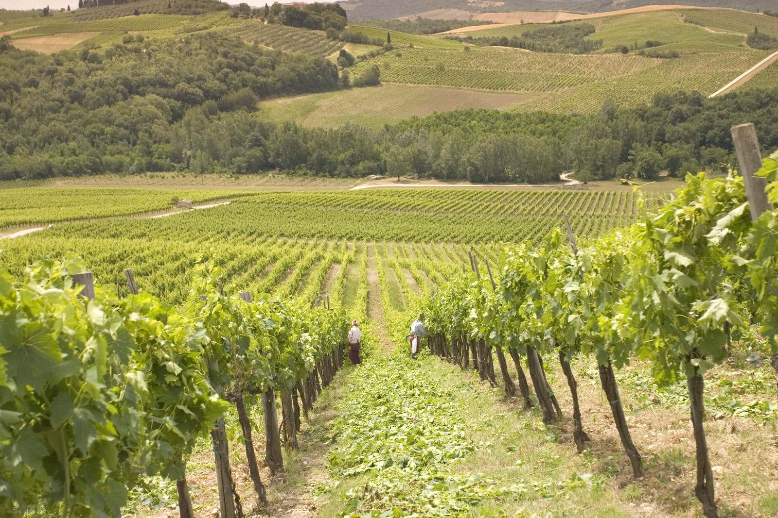 Vigne verte Toscane 