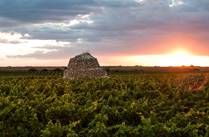 Vigne verte sous un couché de soleil