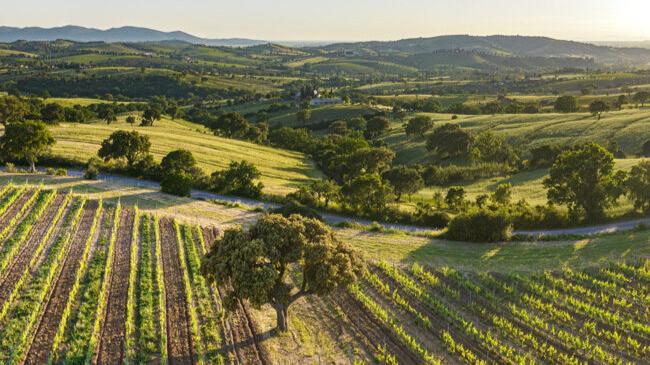 vigne rocca delle macie