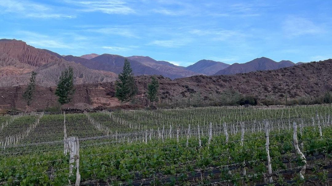 Vignes Bodega Fernando Dupont