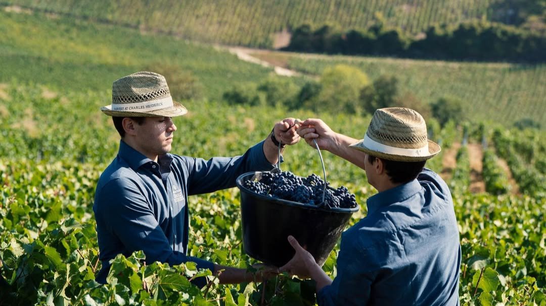 Vignes Charles Heidsieck