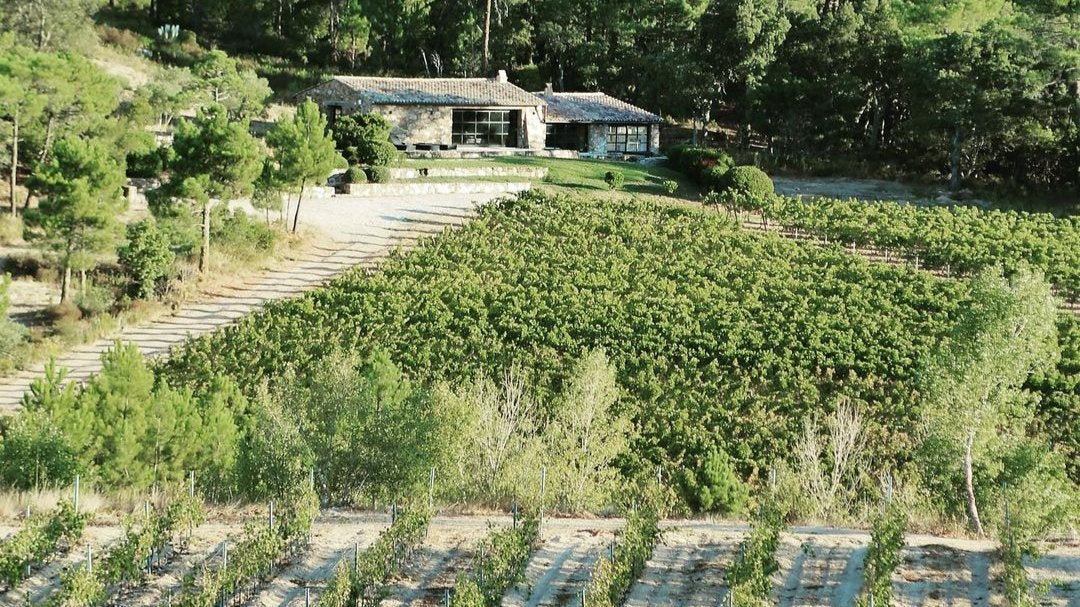 Vignes Domaine Sainte-Marie