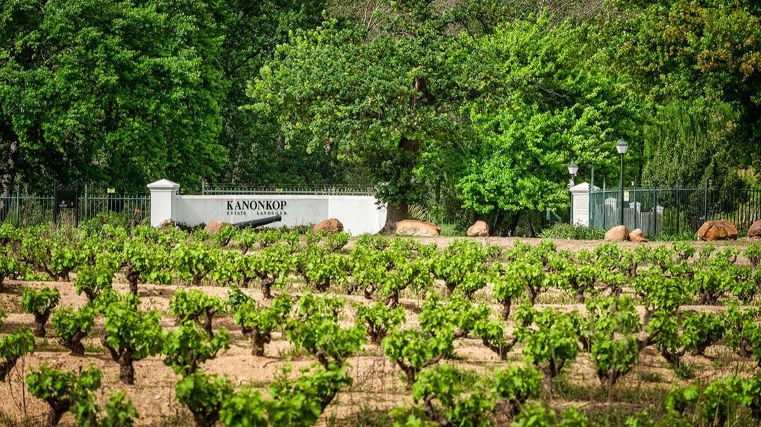 Vignes Kanonkop