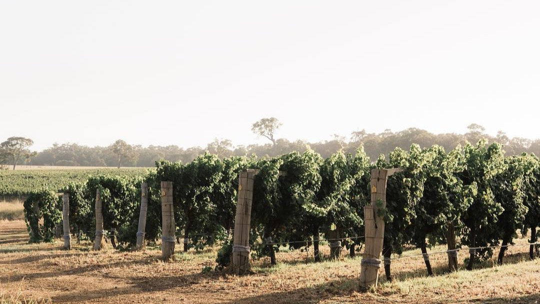 Vignes LAS Vino