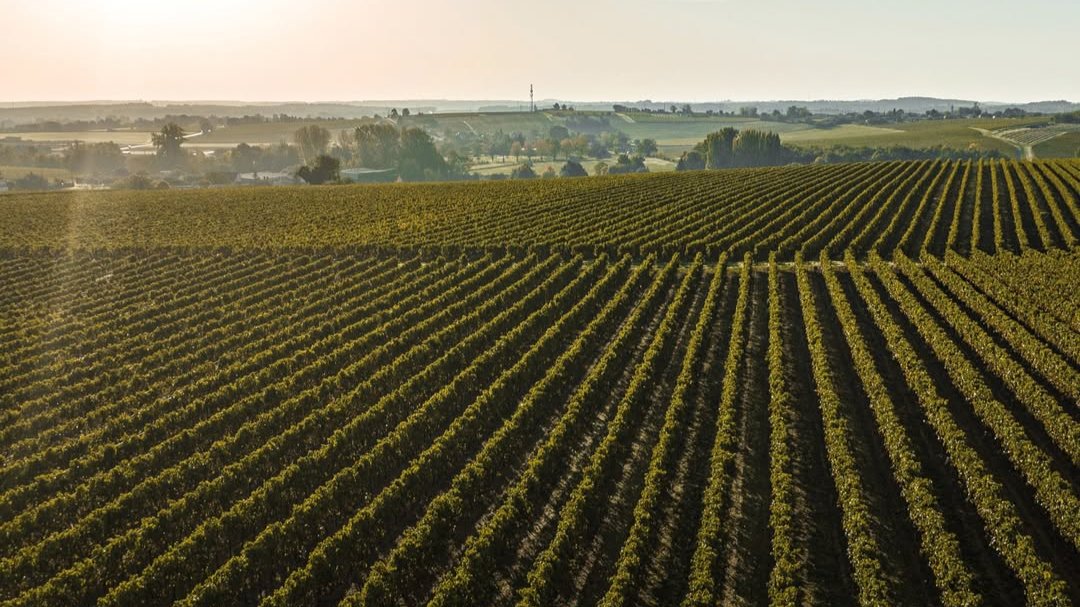 vignes Lhéraud