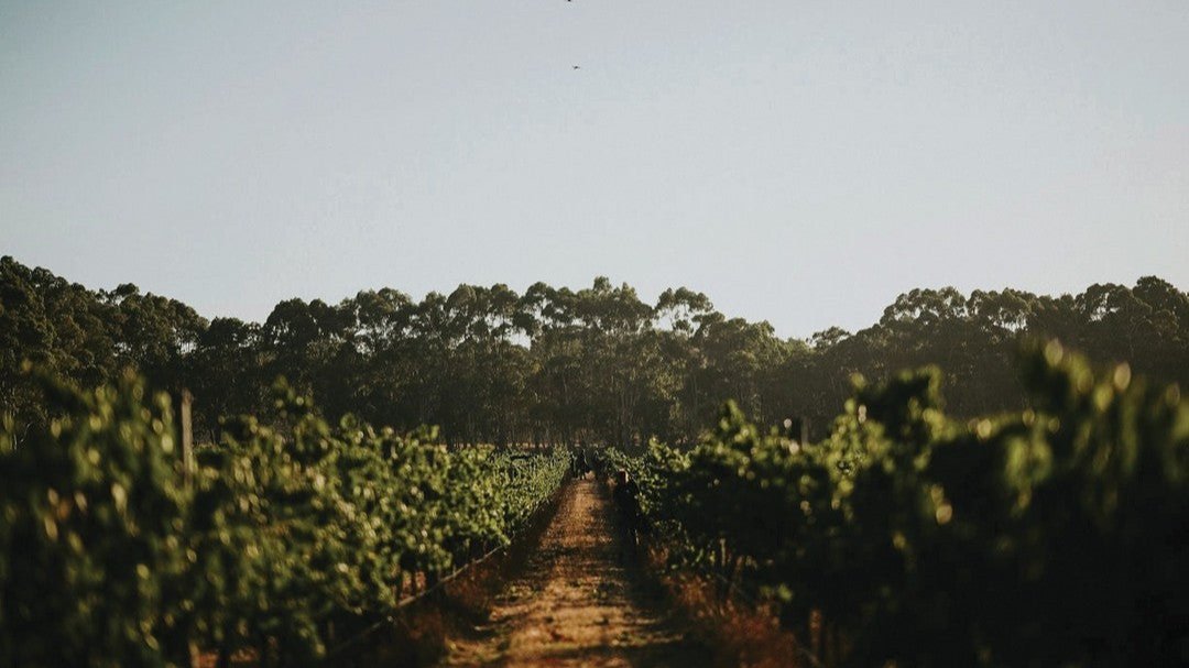 Vignes Vasse Felix