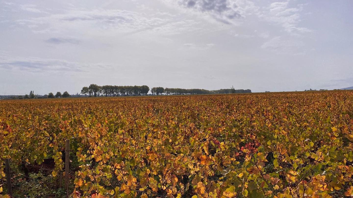 Vignes Vincent Girardin