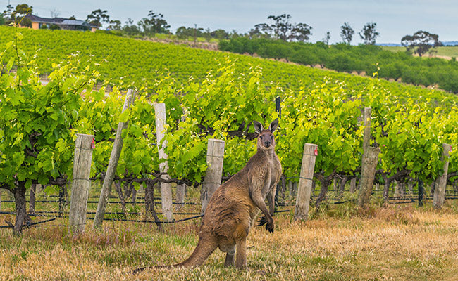 Vigne McLaren Vale Joval 