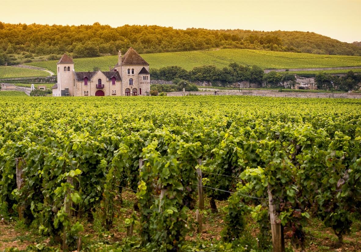 Vigne avec chateau