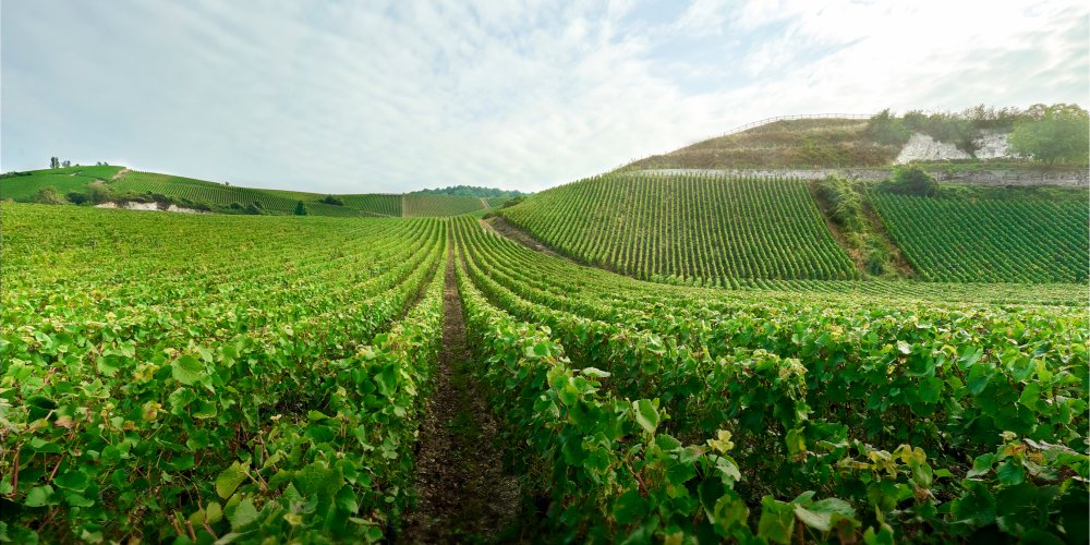 Vigne du domaine Charles Heidsieck