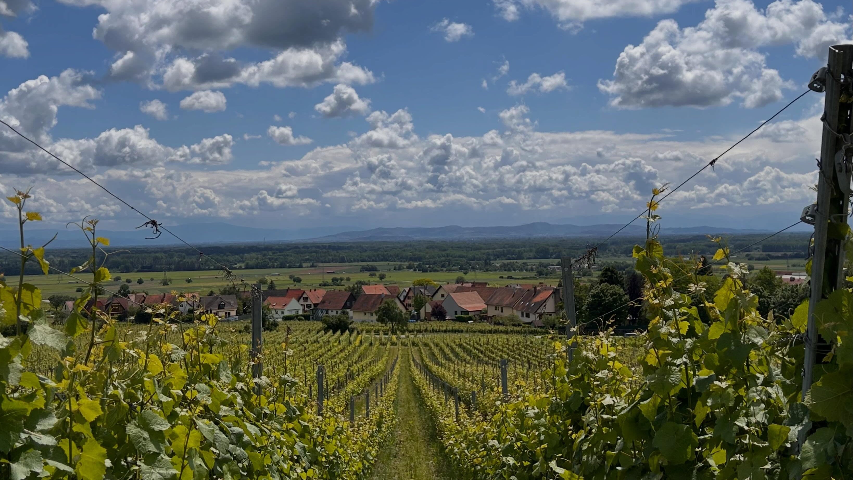 freres engel vignoble