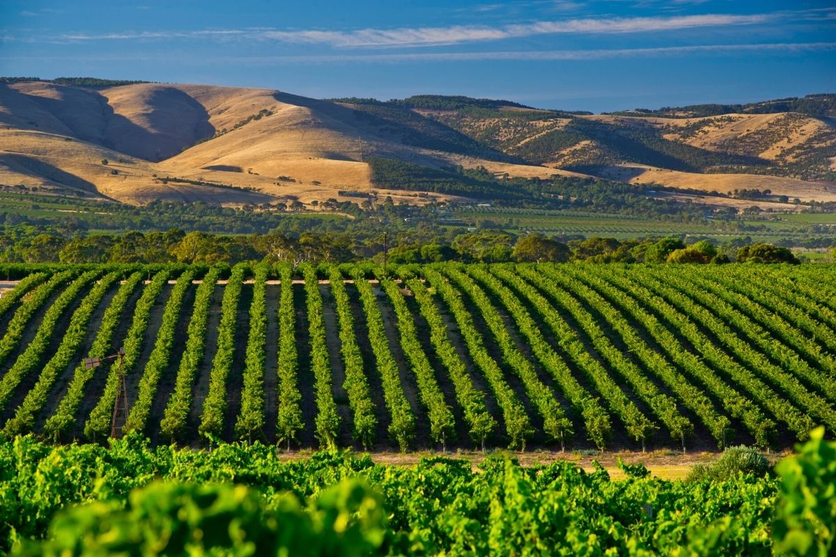 Vallée de McLaren avec ses vignes vertes