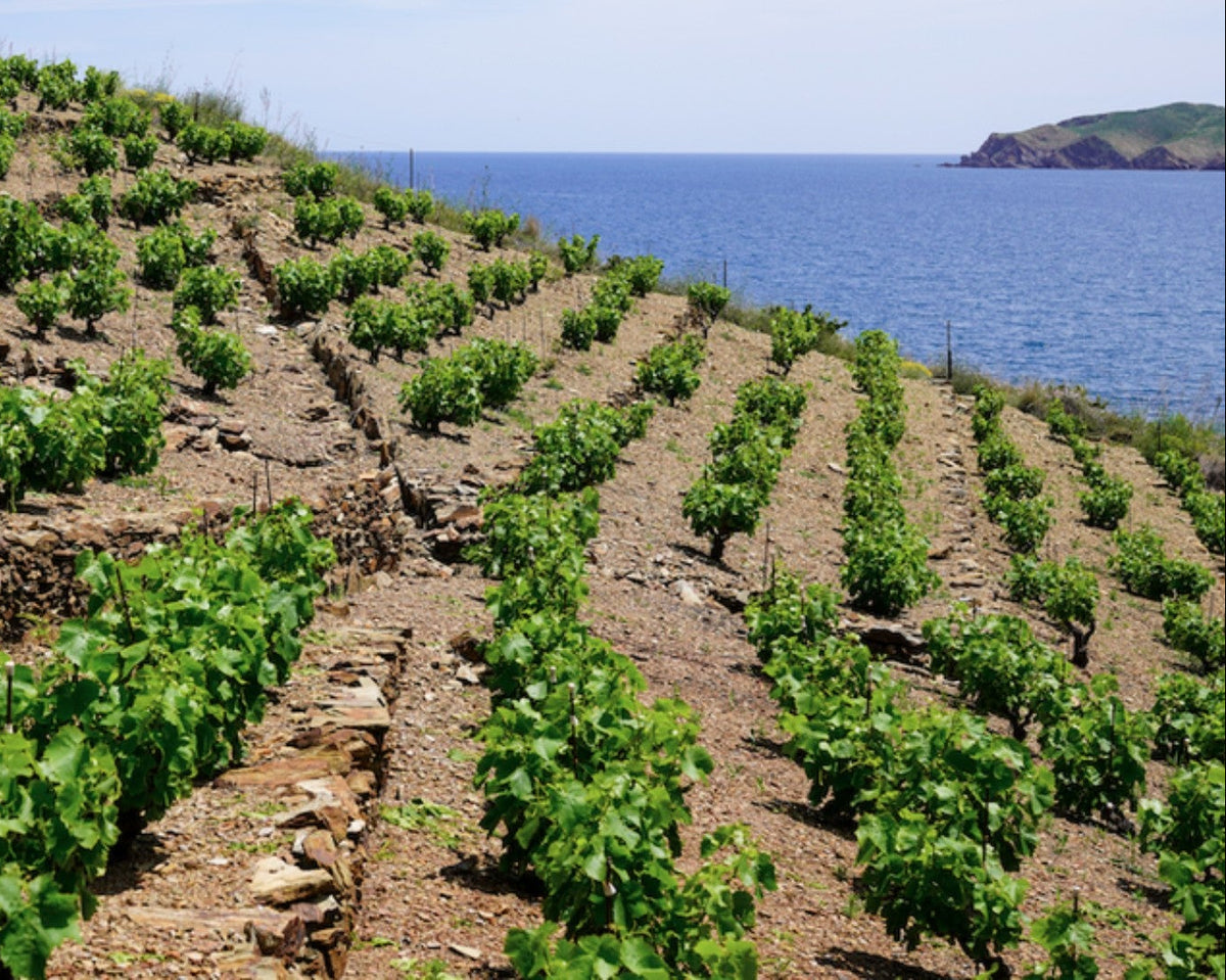 paysage roussillon Cazes