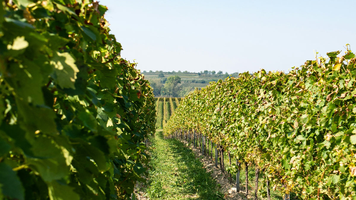 photo tyrrells domaine
